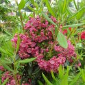 Kalmia angustifolia
